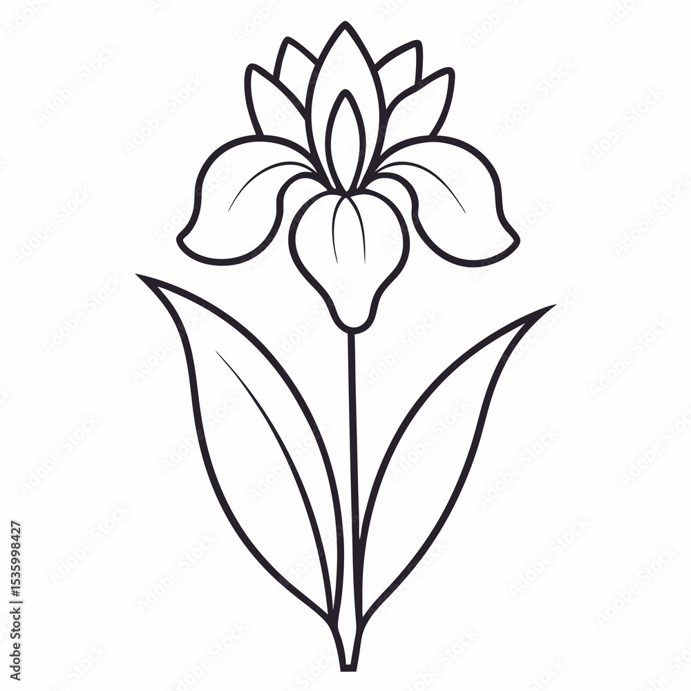 Fototapeta premium Iris flower on white background