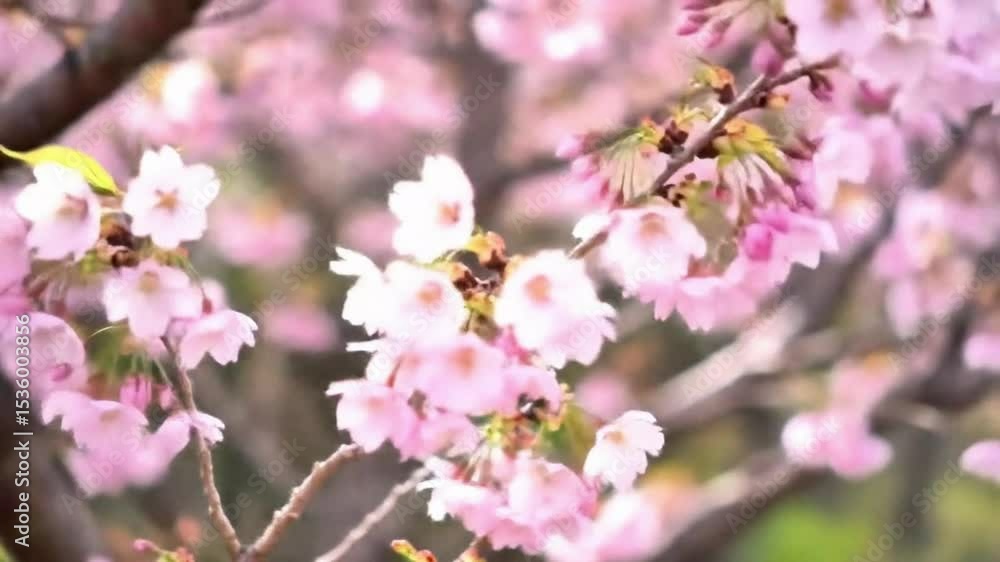 Delicate Pink Cherry Blossoms Blooming in Springtime Garden Delicate Pink Cherry Blossoms Blooming in Springtime Garden