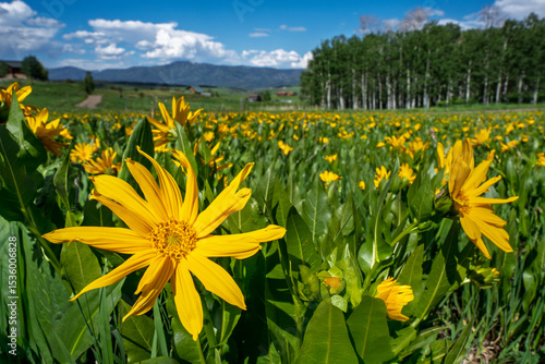 Arrowleaf or Balsamroot sunflower in a meadow of Steamboat Springs Colorado