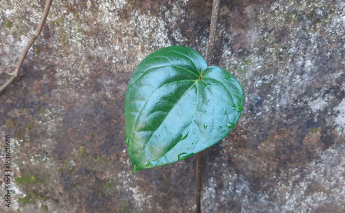 Close-up of a vibrant green betel leaf against a textured surface