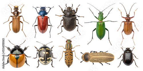 Assorted beetles, bugs and insects collection, flat lay, isolated PNG transparent background
