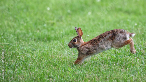 Cottontail bunnies playfully running in a grassy field. 