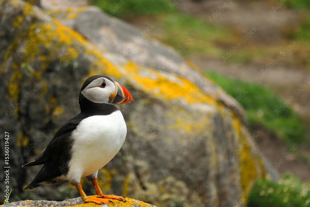 Fototapeta premium Close-up of a charming Atlantic Puffin standing on a rocky outcrop on Saltee Island, County Wexford, Ireland. Vivid seabird, Symbol of Irish wildlife, nature, freedom and marine biodiversity 