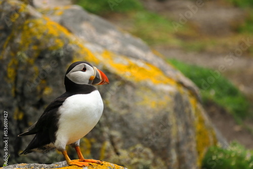 Close-up of a charming Atlantic Puffin standing on a rocky outcrop on Saltee Island, County Wexford, Ireland. Vivid seabird, Symbol of Irish wildlife, nature, freedom and marine biodiversity 