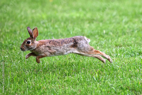 Cottontail, bunnies, playfully running in a grassy field. 