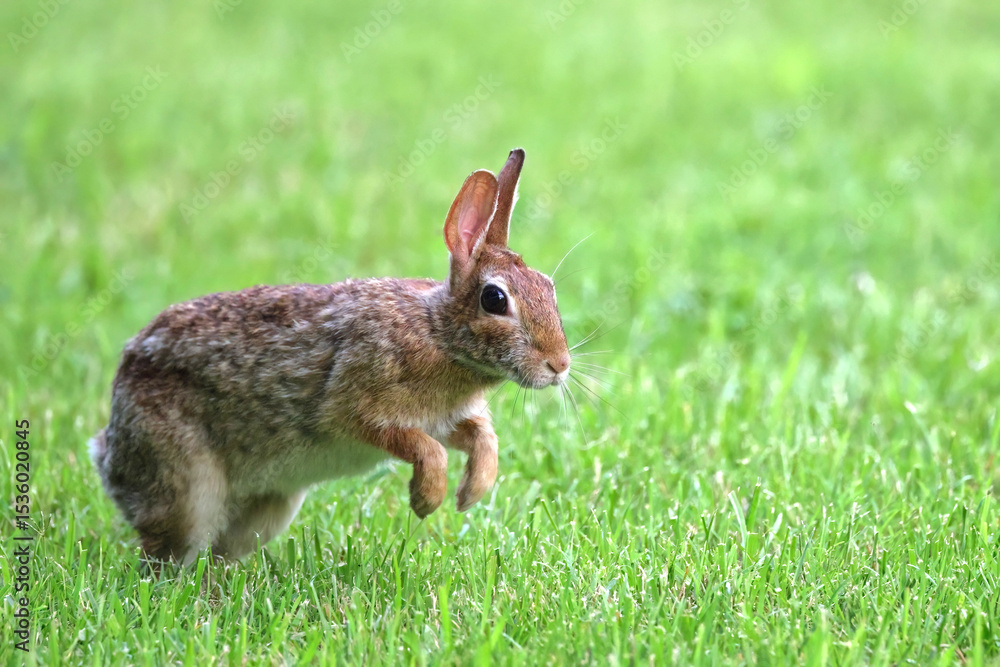 Fototapeta premium Cottontail, bunnies, playfully running in a grassy field. 