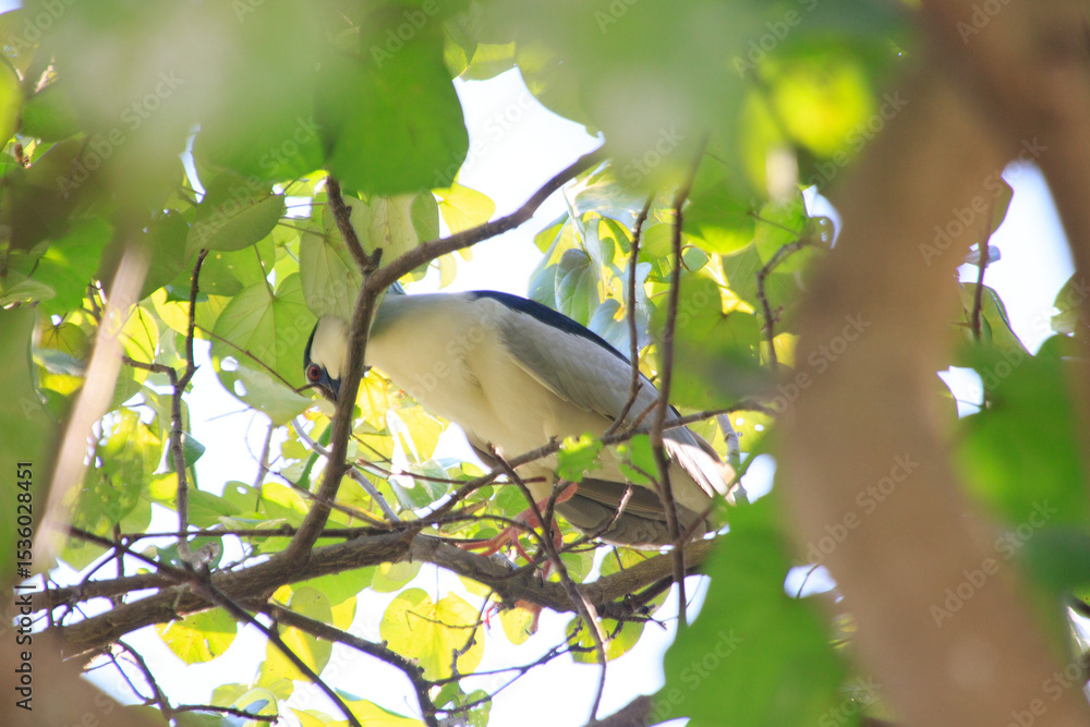 Obraz premium Black-crowned Night Heron Nest Building in Hong Kong