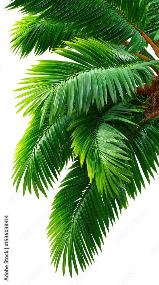 Naklejka premium Palm Leaf Serenity: Lush, green palm leaves exude a sense of tranquility, their intricate fronds gently illuminated in a vibrant display of nature's artistry.