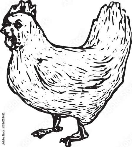 A detailed black-and-white drawing of a chicken, symbolizing farm animals and rural life, adding charm to the farmer activity illustration