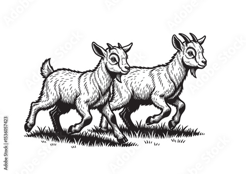Charming vector of two young goats running playfully in grass. Engraved in black and white, perfect for cute farm or children’s designs.