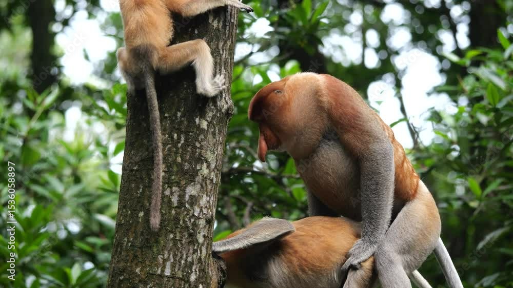 Primates Mating Ritual Dance How Do Monkeys Mate With Each Other