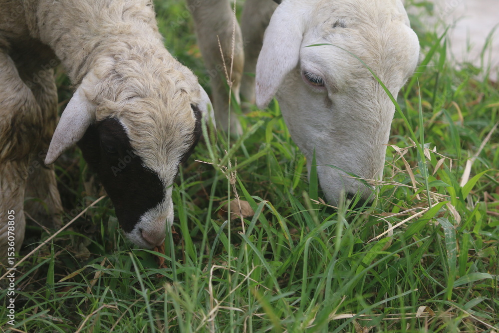 Obraz premium a pair of goats eating green grass so that their stomachs are full and provide a lot of meat when slaughtered