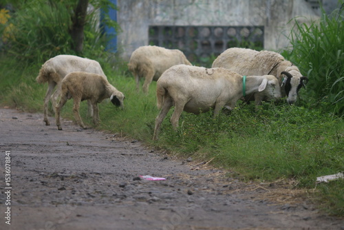 a group of goats eating green grass on the side of the village road