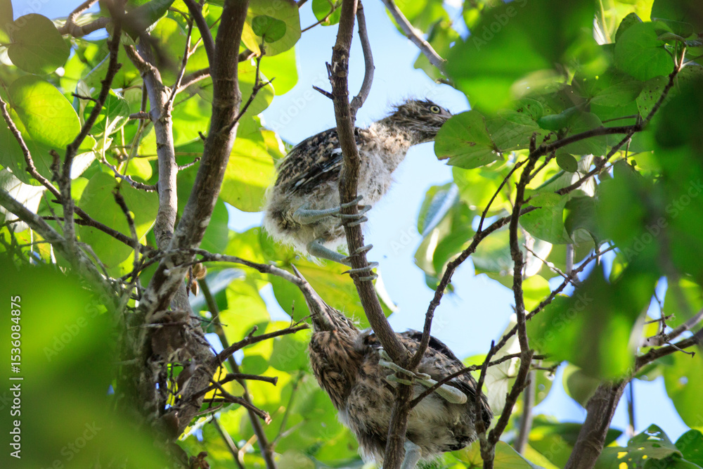Fototapeta premium Juvenile Night Herons Perched in Lush Tree Foliage
