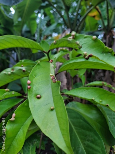 Wallpaper Mural green leaves on a branch Torontodigital.ca