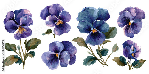 dark purple pansies isolated on white. Selection of various purple flowers isolated on transparent background
