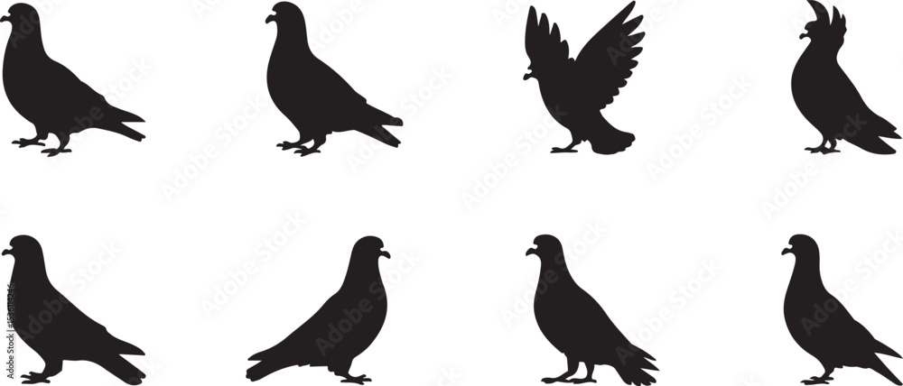 Naklejka premium Silhouette of a pigeon eating birdseed.