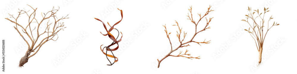 Fototapeta premium Naturally Weathered Branches and Twigs