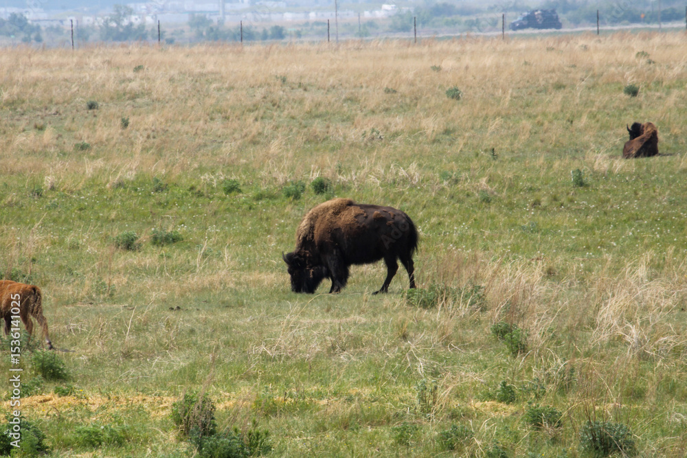 bison in yellowstone national park bison in yellowstone national park