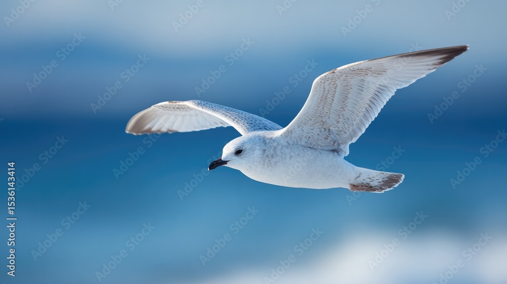 Fototapeta premium capture close-up of single bird in flight minimalistic composition and clean background