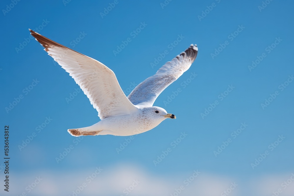 Obraz premium close-up of bird in flight against clear blue sky