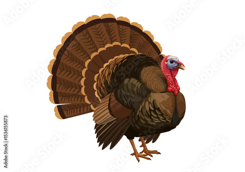 A brown turkey displays its plumage with a red wattle and blue head on a white background