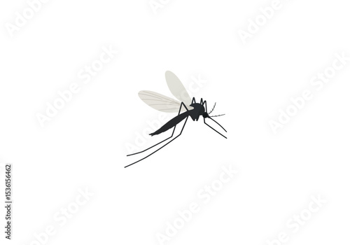 A mosquito with grey wings and a dark body with long legs and antennae is isolated on a white background