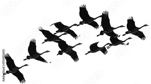 Silhouette of flock of flying birds isolated , black silhouettes isolated on white background