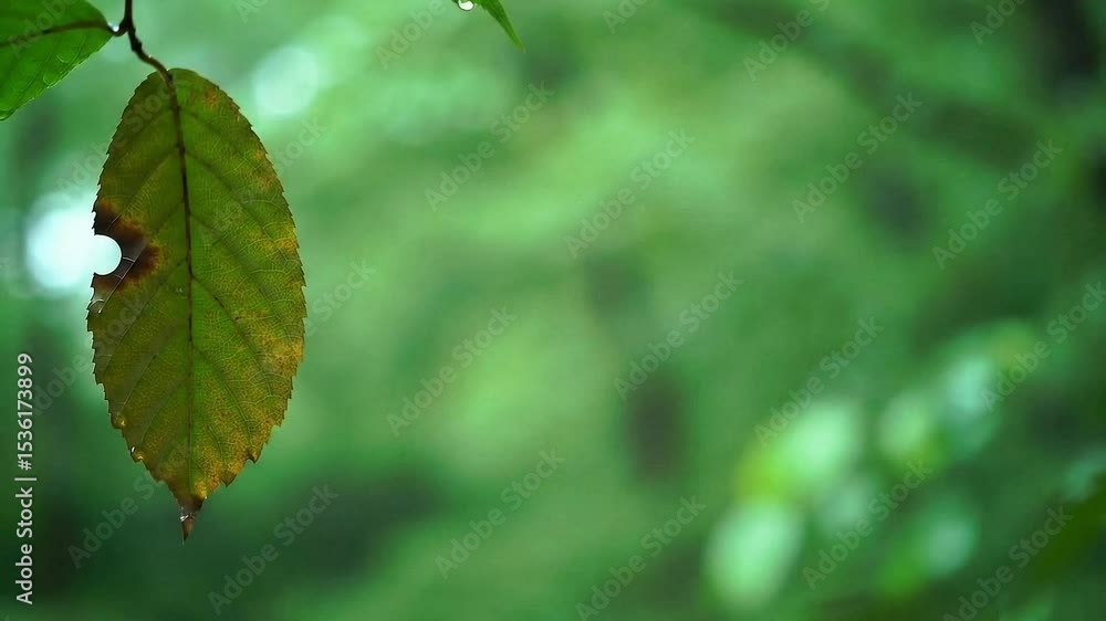 Raindrops on Green Leaves – Fresh Nature Close-Up Raindrops on Green Leaves – Fresh Nature Close-Up