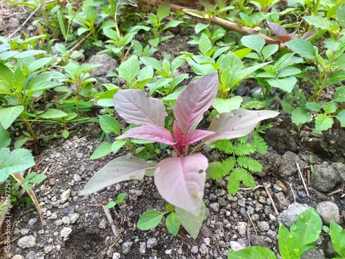Bayam cabut atau Bayam cina (Amaranthus cruentus). Bayam merah