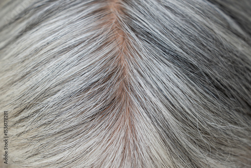 Canvas Print closeup of white hair  texture background.