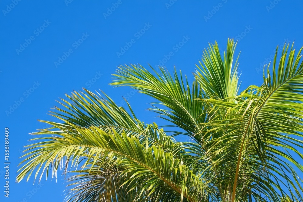 Fototapeta premium Bright blue sky showcases vibrant palm tree fronds swaying in the gentle breeze, Palm tree fronds against bright blue sky