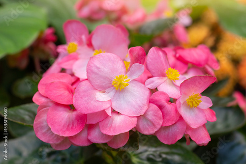 Pink flower of Begonia semperflorens cultorum or Wax Begonia bloom with sunlight in the garder.