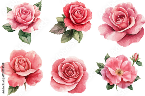 bouquet of pink roses