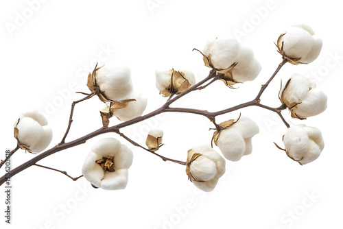 cotton buds on white background