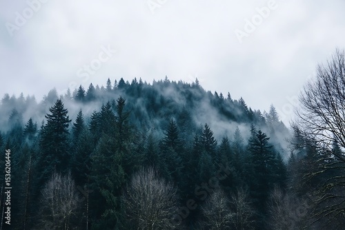 Misty forest landscape shrouded in fog