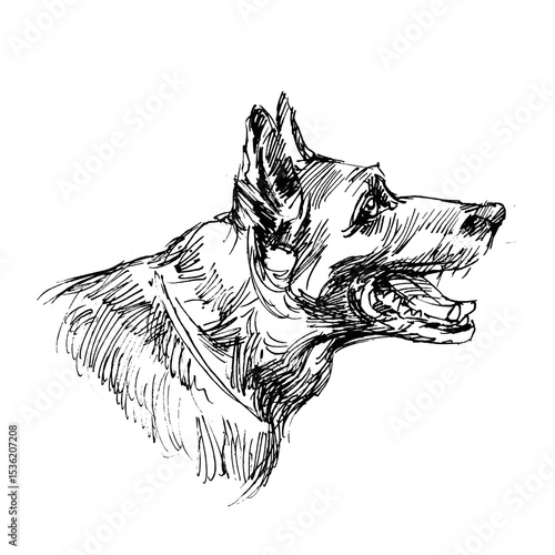  drawing of a dog