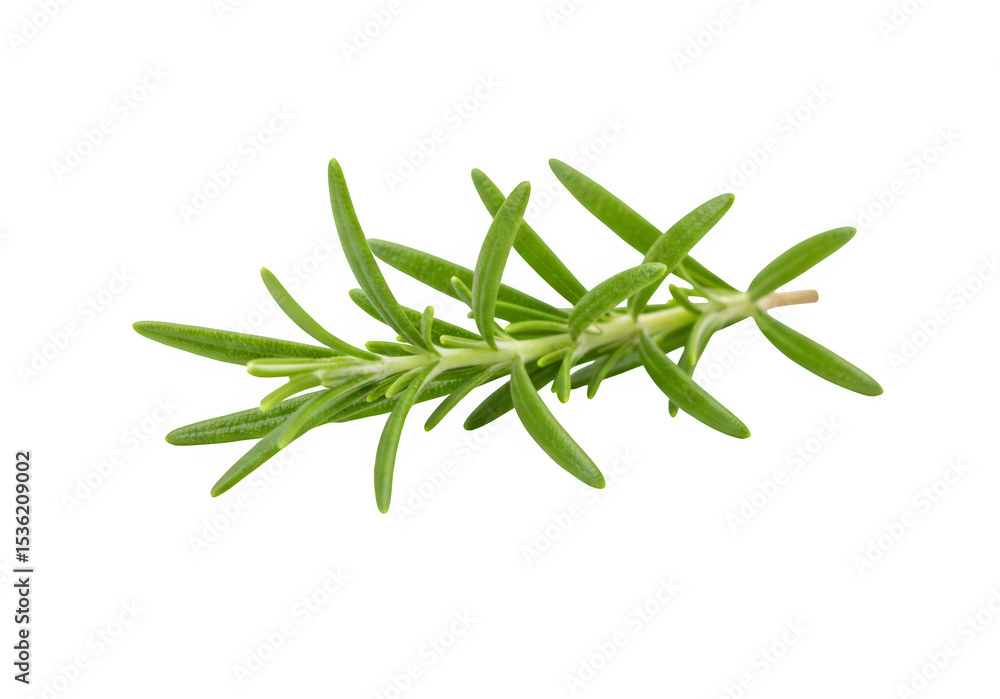Fototapeta premium Rosemary isolated on white or transparent background. PNG