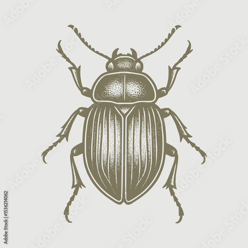 colorado potato beetle