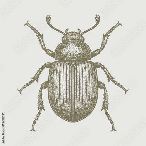 beetle isolated on white background
