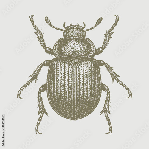stag beetle isolated on white