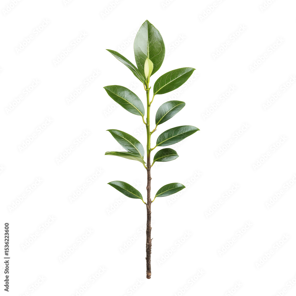 Fototapeta premium Young sapling tree transparent background natural environment close-up viewpoint for visual appeal