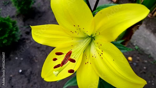 Yellow lily on a summer day, close-up