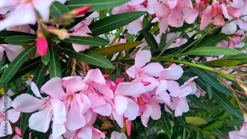 Pink tropical flowers in a botanical garden