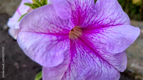 Pink flower in the garden on a summer day