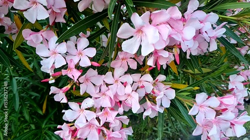 Pink tropical flowers in a botanical garden