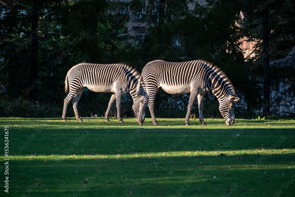Obraz premium Zebras peacefully graze on a lush green meadow under the dappled sunlight. Their striking black and white stripes create a mesmerizing pattern against the soft green backdrop of trees.