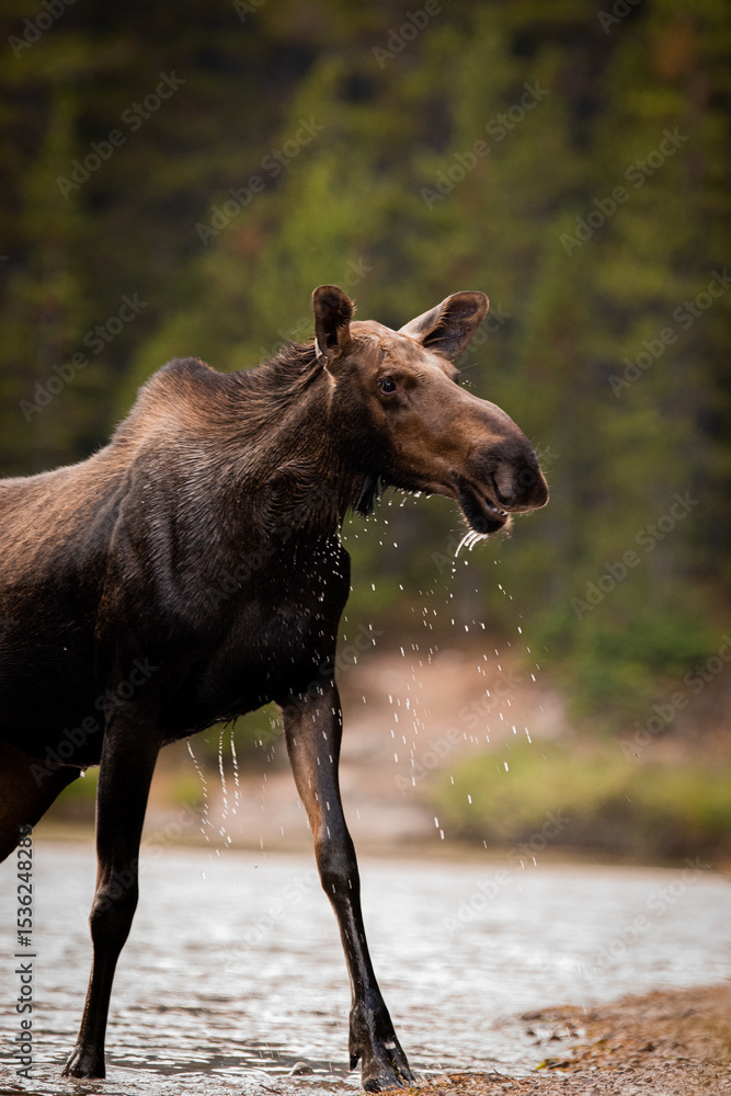 Fototapeta premium Moose