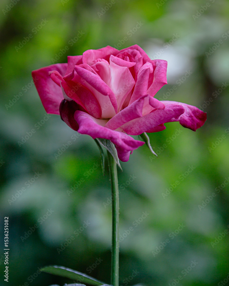 Obraz premium Rose