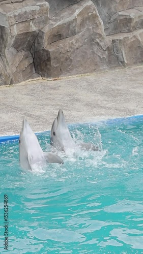 Slow-motion shot of two dolphins performing in the water with their heads up, creating splashes
